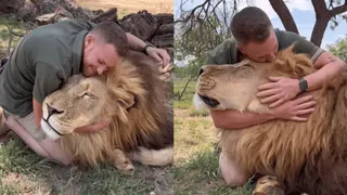 Viral Video: Man Cuddles And Kisses Lion Like A House Cat | Internet Has ‘Mixed Feelings’